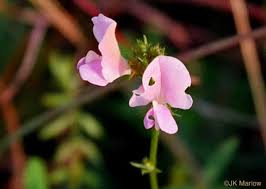 Image result for Tephrosia polystachya