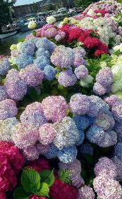 Pin By Monica Martinez On Gardening Hi Hydrangea Style Beautiful Flowers Planting Flowers Hydrangea Garden