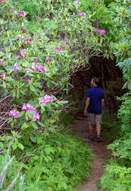 Hiking Through A Rhododendron Forest At Craggy Gardens Along The Blue Ridge Parkway Near Ashe Craggy Gardens Camping In North Carolina North Carolina Mountains