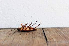 The harris company states that this formula will continue to kill cockroaches for weeks after application. How Does Electronic Cockroach Repellent Work Terminix