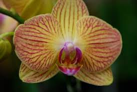 Maybe you would like to learn more about one of these? Hashimoto Nursery