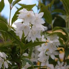 Check spelling or type a new query. Deutzia Gracilis Nikko Paddock Plants Buy Online Uk