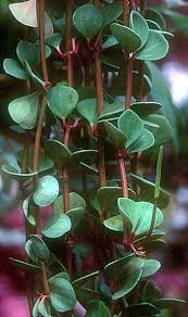 Your plant needs the same soil requirement as those of the peperomia ruby cascade—to churn out the most appealing foliage all year round. The Peperomia Page