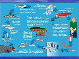 The cycle begins in freshwater, when a redd, or a female's nest of eggs, is fertilized. Salmon Life Cycle Oregon Department Of Fish And
