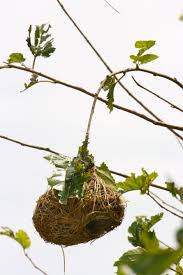 Birds With Their Nest Bird Nest South Of Johannesburg South Africa Birds And Their Nests Bird Nest Birds