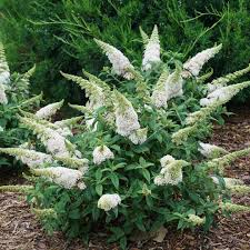 Check spelling or type a new query. Buddleia Pugster White Butterfly Bush Sugar Creek Gardens