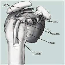 Both heads of the muscle arise on the scapula and join to form a single muscle belly which is attached to the upper. Pdf Small Incision Open Distal Subpectoral Vs Arthroscopic Proximal Biceps Tenodesis For Biceps Long Head Tendon Lesions With Repair Of Rotator Cuff Tears