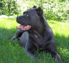 Black Blue Cane Corso Puppies For Sale Blue Cane Corso Mastiff Puppies For Sale Cane Corso Cane Corso Mastiff Mastiff Puppies For Sale