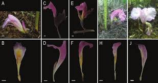 Image result for Aframomum alboviolaceum