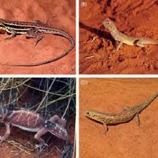 Many of its anatomical adaptations are aimed at conquering the problems. Pdf Desert Complex Environments