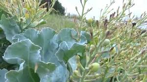 Image result for Crambe kilimandscharica