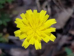 Image result for Hypochaeris radicata