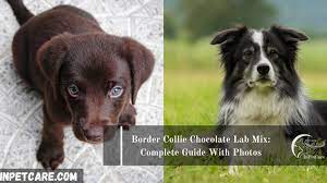Brown border collie chocolate lab mix. Border Collie Chocolate Lab Mix Complete Guide With Photos