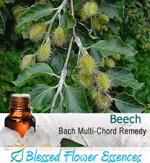 Check spelling or type a new query. Beech Flower Remedy Dr Darla Nofziger Nd