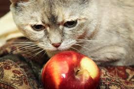 Homemade Diet For Cats With Kidney Failure Homemade Cat Food Cat Kidney Cat Care
