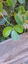 Image result for Rhoicissus digitata