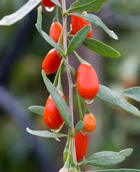 Image result for Lycium