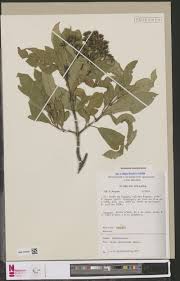 Image result for Agelanthus myrsinifolius