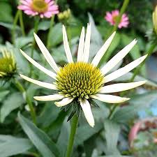 new the 10 best garden ideas today with pictures エキナセア 花 花のある暮らし 庭 庭の花 宿根草 ガーデン ガーデニング マイガーデン echinacea flowers flower fleurs fleur plants