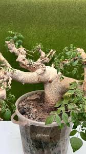 Image result for Commiphora angolensis
