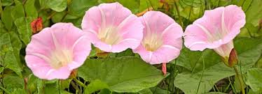 Ackerwinde Vernichten Mit Diesen Tipps Gelingt S Ackerwinde Garten Pflanzen Unkraut Vernichten