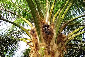 Kelapa sawit adalah jenis tumbuhan yang termasuk dalam genus elaeis dan ordo arecaceae. Ladang Kelapa Sawit In English