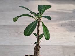 Image result for Sesamothamnus lugardii