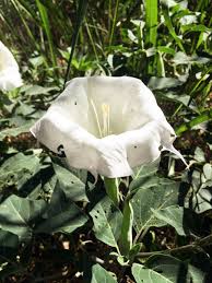 Image result for Datura