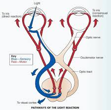 Pin On Visual Psychophysics