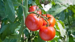 Traumdeutung Tomate - Traumdeutung - Symbole und Bedeutung