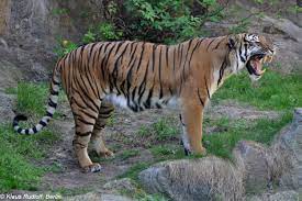The Indochinese Tiger Occurs Primarily In The Border Areas Among Myanmar Thailand Lao Pdr Vietnam Cambodia And Yunnan Indochinese Tiger Tiger Tiger Images