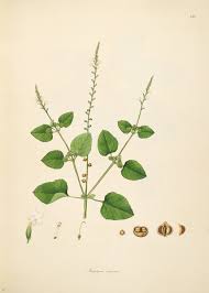 Image result for Priva flabelliformis