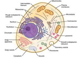 A comparison of plant and animal cells using labelled diagrams and descriptive explanations. Cbse Class 9 Science The Fundamental Unit Of Life Assignment Set B