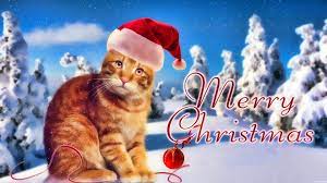 Christmas Cat Wallpapers Cat Wallpaper Christmas Cats Christmas Wallpaper Free