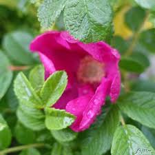 Gegen die herbstpflanzung gibt es aber eigentlich gar nichts einzuwenden. Hagebutte Syltrose Apfelrose Umpflanzen Garten Schluter Schoner Blumengarten