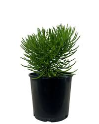 Image result for Senecio barbertonicus