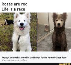 Roses Are Red Puppy Completely Covered In Mud Except For His Perfectly Clean Face Who Could Be Mad At That Face Ifunny Funny Animal Memes Cute Funny Animals Funny Animals