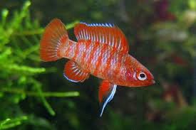 Dwarf Badis Badis Dario Dario Scarlet Badis Aquarium Fish Tropical Freshwater Fish Tropical Fish