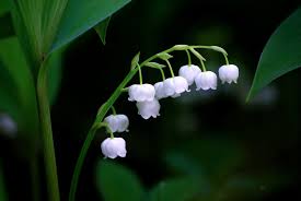 Maybe you would like to learn more about one of these? Lily Of The Valley Convallaria Majalis Available Now Uk Delivery Naturescape