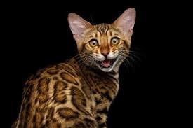 When your cat begins the second stage of labor, she will stop eating. Why Do Bengal Cats Pant
