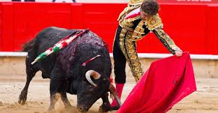 Pensez à l'esthétisme de vos images. Maltraitance Animale Bogota S Attaque Aux Regles De La Corrida