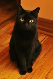 Black And White Cat Breeds With Yellow Eyes Beautiful Eyes Of Cat Bombay Black Cat Cats White Cats