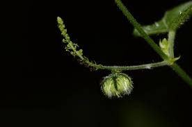 Image result for Tragia rupestris