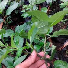 Sambung nyawa (jawa.), daun dewa (sunda.) atau akar sebiak bernama latin gynura procumbens ialah salah satu jenis tanaman asli indonesia yang sudah lama dipakai oleh masyarakat untuk lalapan dan untuk mengobati berbagai penyakit. Daun Sambung Nyawa Posts Facebook