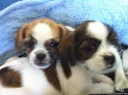 Последние твиты от shitzu puppies (@shitzupuppies). Mixed Chihuahua And Shih Tzu Puppies Price 220 For Sale In Seattle Washington Best Pets Online