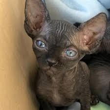 Email the hairless sphynx house at oursphynxhairlesskids@gmail.com confirm that your completed kitten deposit form has been received and that your kitten has been reserved. Black Sphynx Kittens For Sale Sphynx Kittens For Sale Sphynx Cats Kittens