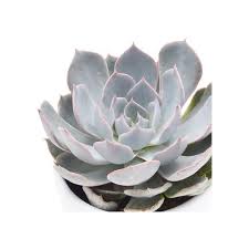 The rosettes bear slender, pink, up to 10 inches (25 cm) long stalks of pink flowers with yellow tips that. Https Pasiora Com Always 1 0 Https Pasiora Com Aloe Red Shade Https Pasiora Com Media Image Product 9 Lg Aloe Red Shade Jpg 2021 07 01t10 08 41 02 00 Daily 0 7 Https Pasiora Com Aloe Vera Https Pasiora Com Media Image Product 18 Lg Aloe Vera