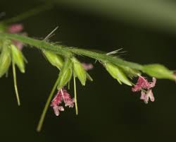 Image result for Oplismenus compositus