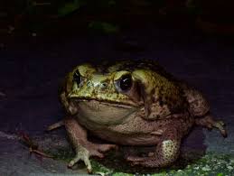 Wild Herps - Giant Toad (Rhinella horribilis)