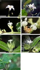 Image result for Psychotria hypsophila